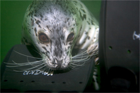 Harbor seal, Phoca vitulina