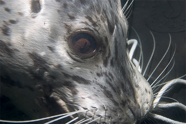 Harbor seal, Phoca vitulina