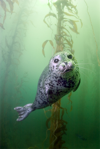 Harbor seal, Phoca vitulina