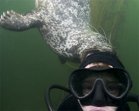 Harbor seal, Phoca vitulina, Divers