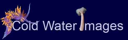 Cold Water Images Logo