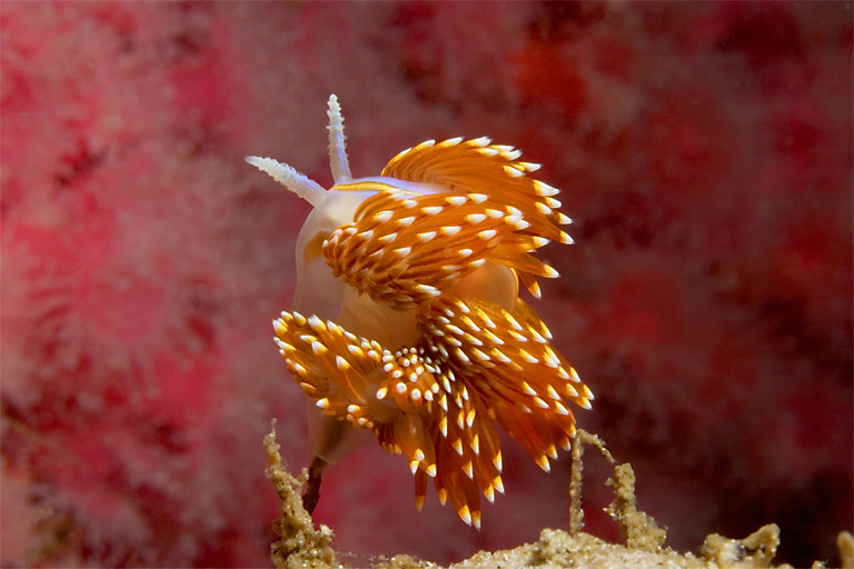 Horned aeolid, Hermissenda crassicornis, Club-tipped anemone, Corynactus californica