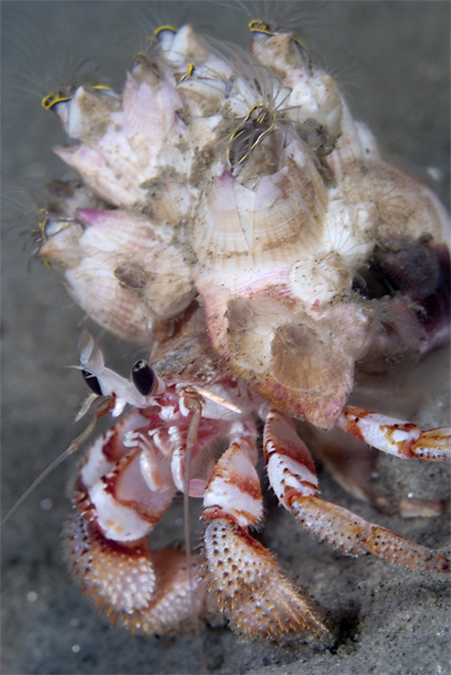 Blackeyed hermit, Pagurus armatus