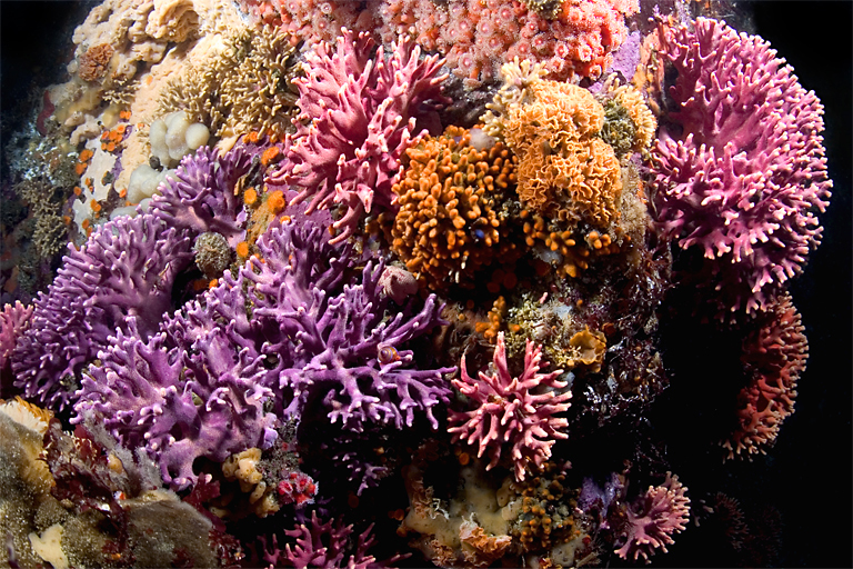 California hydrocoral, Stylaster californicus