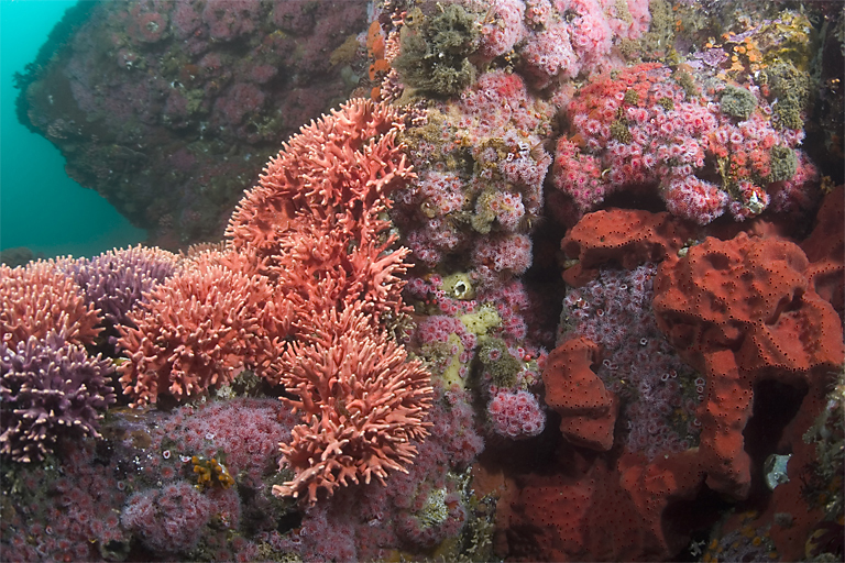 California hydrocoral, Stylaster californicus, Club-tipped anemone, Corynactus californica, Red sponge, Unidentified