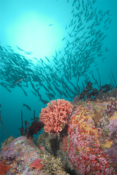 Blue rockfish, Sebastes mystinus, Blue rockfish, Sebastes mystinus