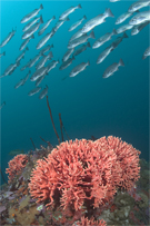 California hydrocoral, Stylaster californicus, Blue rockfish, Sebastes mystinus