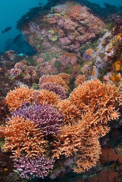 California hydrocoral, Stylaster californicus