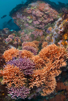 California hydrocoral, Stylaster californicus