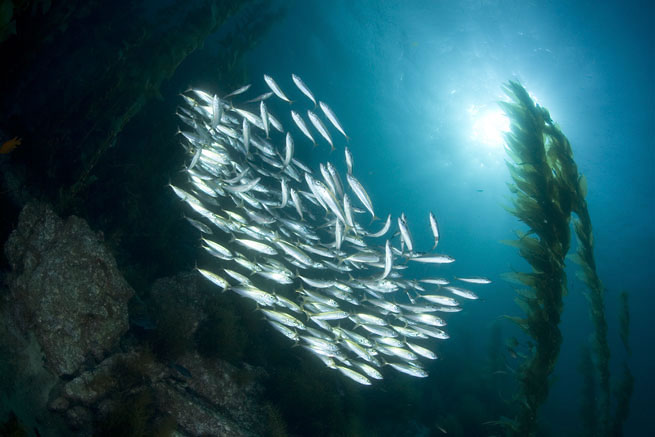 Jack Mackerel, Trachurus symmetricus