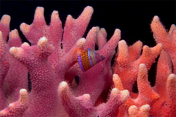 California hydrocoral, Stylaster californicus, Jewel top snail, Calliostoma annulatum