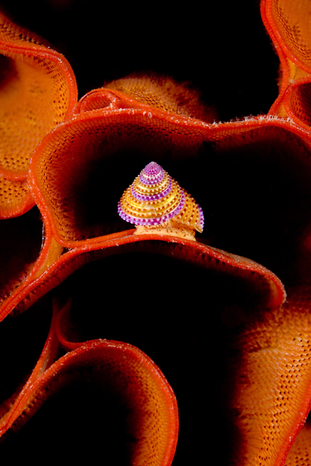 Jewel top snail, Calliostoma annulatum
