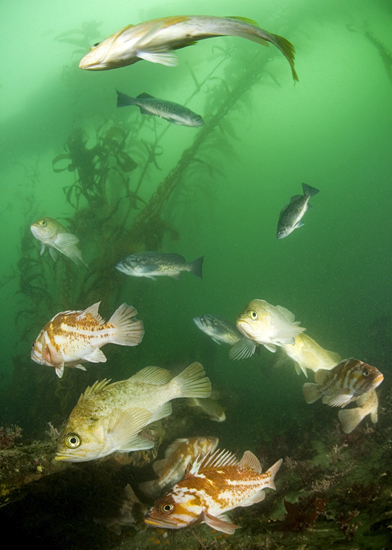 Kelp rockfish, Sebastes atrovirens, Copper rockfish, Sebastes caurinus, Blue rockfish, Sebastes mystinus