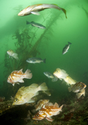 Kelp rockfish, Sebastes atrovirens, Copper rockfish, Sebastes caurinus, Blue rockfish, Sebastes mystinus