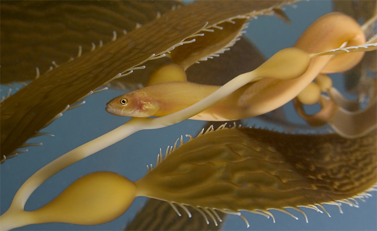 Giant kelp, Macrocystis sp., Giant kelp, Macrocystis sp.