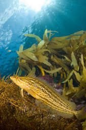 Giant kelpfish , Heterostichus rostratus