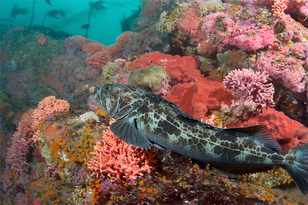 Lingcod, Ophiodon elongatus, California hydrocoral, Stylaster californicus, Red sponge, Unidentified