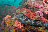 Lingcod, Ophiodon elongatus, California hydrocoral, Stylaster californicus, Red sponge, Unidentified