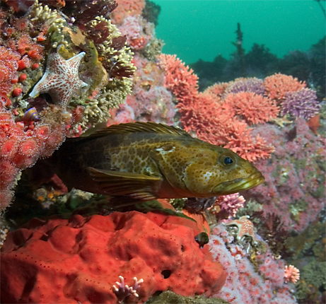 Lingcod, Ophiodon elongatus, Leather star, Dermasterias imbricata, Red sponge, Unidentified