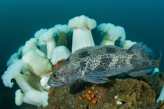 Giant plumed anemone, Metridium farcimen, Giant plumed anemone, Metridium farcimen