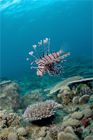 Lionfish, Pterois sp.