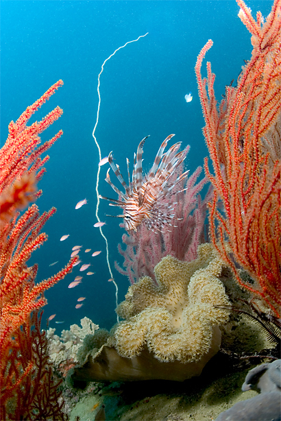 Lionfish, Pterois sp.