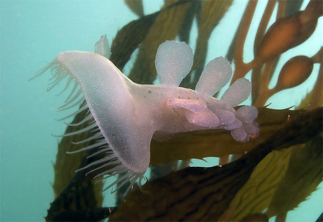 Lion's mane nudibranch, Melibe leonina, Giant kelp, Macrocystis sp.