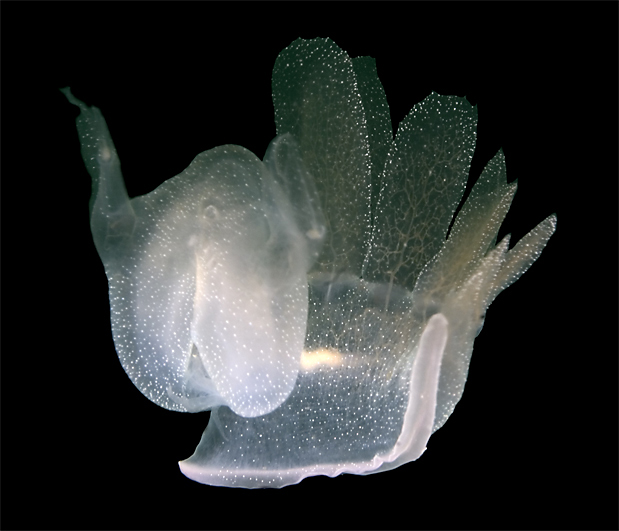 Lion's mane nudibranch, Melibe leonina