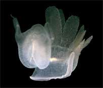 Lion's mane nudibranch, Melibe leonina