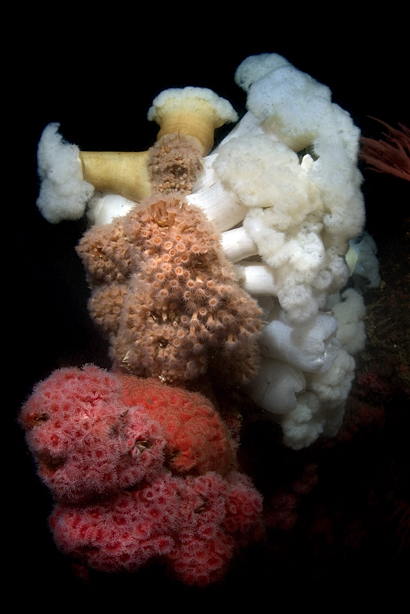 Club-tipped anemone, Corynactus californica, Club-tipped anemone, Corynactus californica, Zoanthid anemone