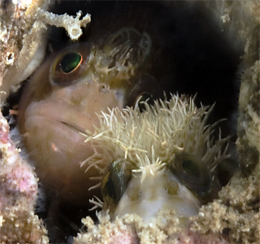 Mosshead warbonnet, Chirolophis nugator