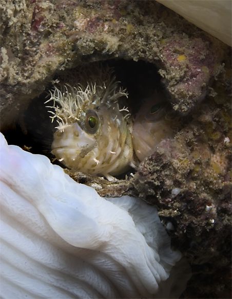 Mosshead warbonnet, Chirolophis nugator