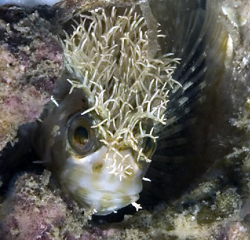 Mosshead warbonnet, Chirolophis nugator