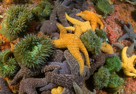 Giant green anemone, Anthopleura xanthogrammica, Ochre star, Pisaster ochraceus