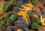 Giant green anemone, Anthopleura xanthogrammica, Ochre star, Pisaster ochraceus