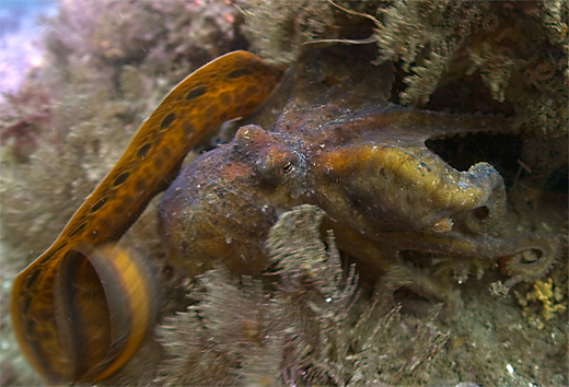 Red octopus, Octopus rubescens, Wolf eel, Anarrhichthys ocellatus