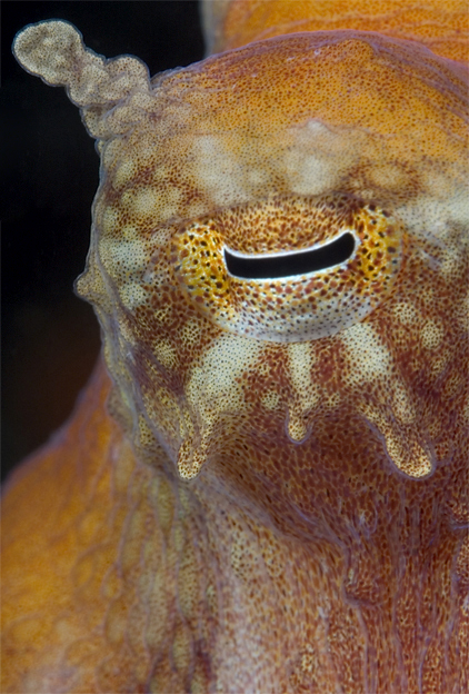 Red octopus, Octopus rubescens