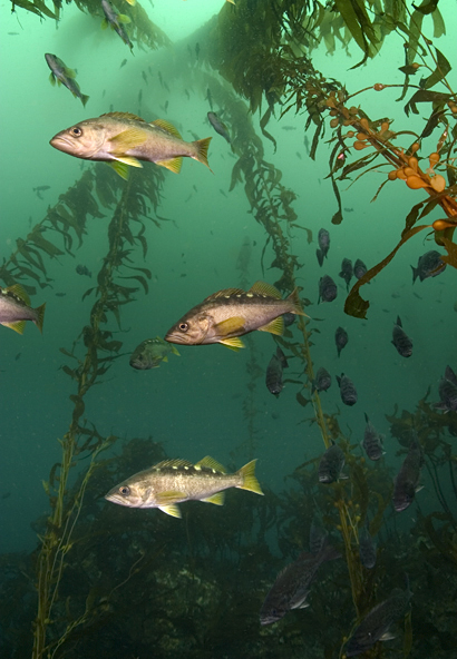 Giant kelp, Macrocystis sp., Blue rockfish, Sebastes mystinus, Giant kelp, Macrocystis sp.