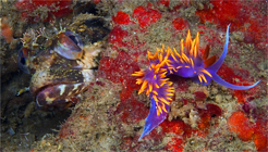 Onespot fringehead, Neoclinus uninotatus, Spanish shawl, Flabellina iodinea