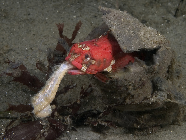 Onespot fringehead, Neoclinus uninotatus