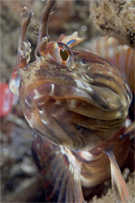 Onespot fringehead, Neoclinus uninotatus