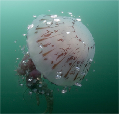 Purple jellyfish, Pelagia colorata, Pacific pompano, Peprilus simillimus