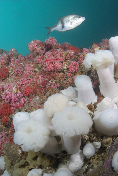 Club-tipped anemone, Corynactus californica, Giant plumed anemone, Metridium farcimen, Club-tipped anemone, Corynactus californica