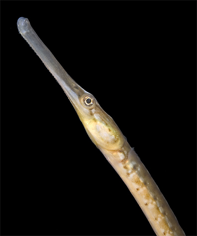 Pipefish, Syngnathus sp.