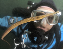 Pipefish, Syngnathus sp., Divers