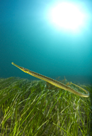 Pipefish, Syngnathus sp.