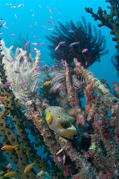 Blackspotted puffer, Arothron nigropunctatus