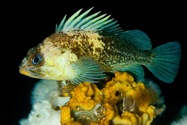 Quillback rockfish, Sebastes maliger