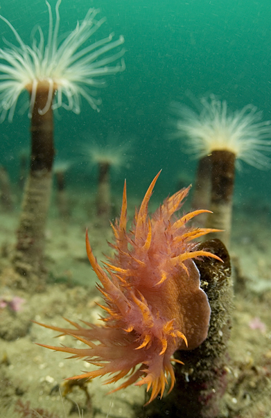 Tube anemone, Pachycerianthus fimbriatus, Tube anemone, Pachycerianthus fimbriatus