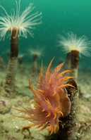 Rainbow nudibranch, Dendronotus iris, Tube anemone, Pachycerianthus fimbriatus